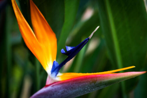 reveillon-28-12-2020-056