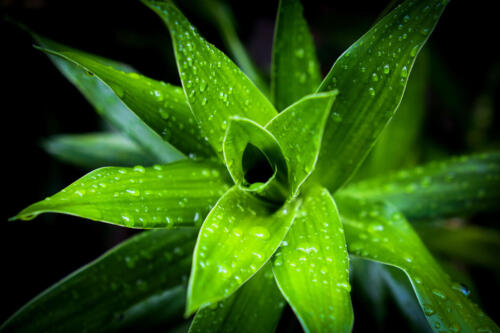 reveillon-28-12-2020-057