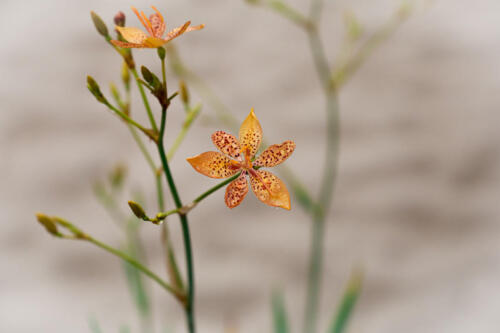 reveillon-28-12-2020-058